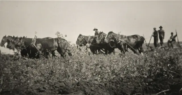 Horse team plowing a field